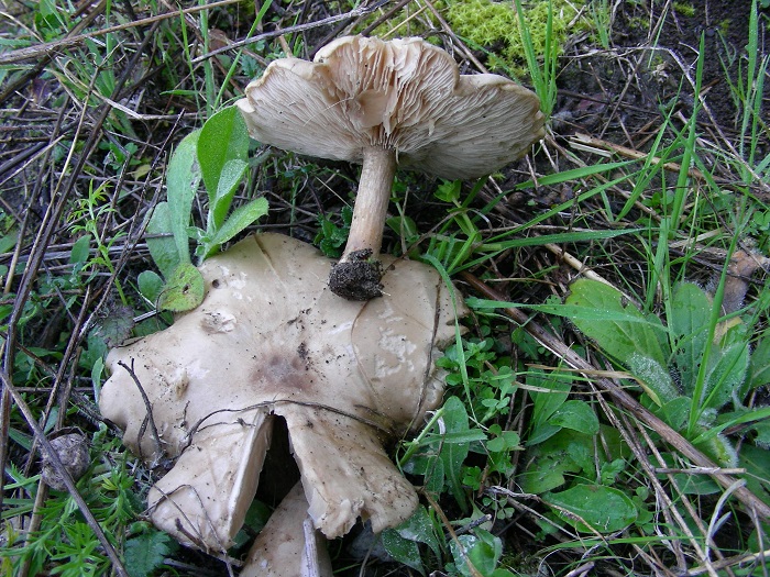 590 Febbraio vecchio ritrovamento